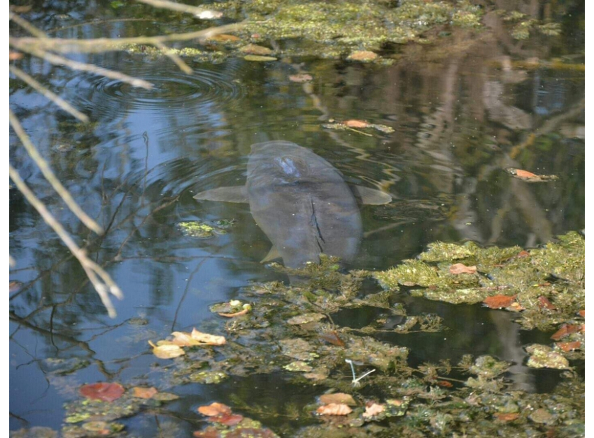 CARPE] Pêche de la carpe en été en rivière canalisée - Let' Go