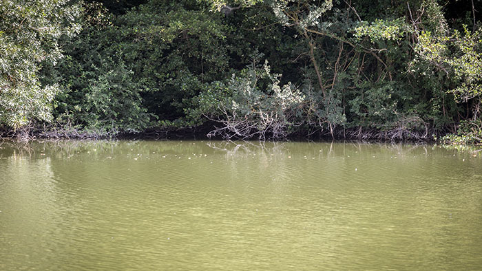 pêcher la carpe avec des obstacles