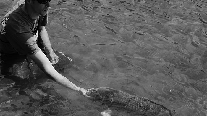 comment pêcher la carpe en rivière