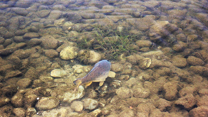 comment pêcher la carpe en rivière