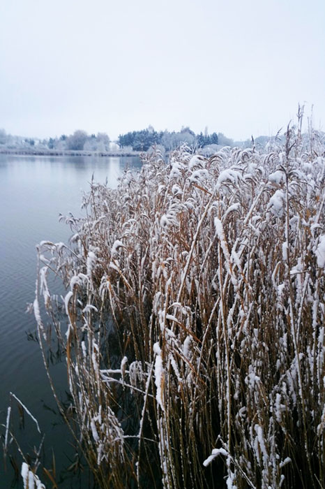 pecher la carpe en hiver